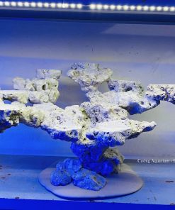 MÃ 218 - LAYOUT CÁ BIỂN BỂ 60CM - ROYALAQUA