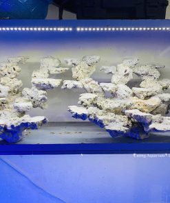 MÃ 219 - LAYOUT CÁ BIỂN BỂ 100CM - ROYALAQUA