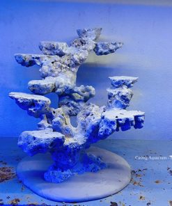 MÃ 220 - LAYOUT CÁ CẢNH BIỂN BỂ 40CM - ROYALAQUA