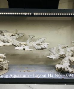 MÃ 221 - LAYOUT CÁ BIỂN BỂ 60CM - ROYALAQUA