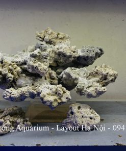 MÃ 223- LAYOUT CÁ BIỂN BỂ 40CM - ROYALAQUA