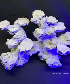 MÃ 73 - LAYOUT CÁ CẢNH BIỂN BỂ 60CM - ROYALAQUA