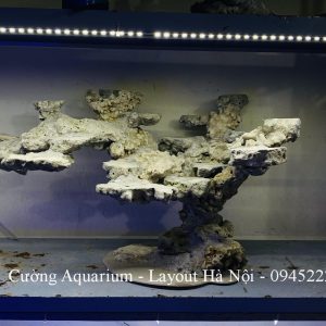 MÃ 224 - LAYOUT CÁ BIỂN BỂ 60CM - ROYALAQUA