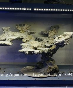 MÃ 224 - LAYOUT CÁ BIỂN BỂ 60CM - ROYALAQUA