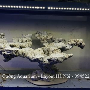 MÃ 225 - LAYOUT CÁ CẢNH BIỂN BỂ 60CM - ROYALAQUA