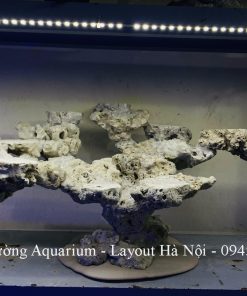 MÃ 225 - LAYOUT CÁ CẢNH BIỂN BỂ 60CM - ROYALAQUA