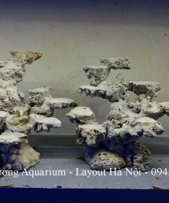 MÃ 229 - LAYOUT CÁ BIỂN BỂ 60CM - ROYALAQUA