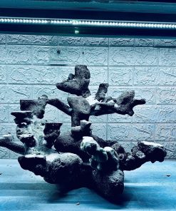 MÃ 228 - LAYOUT CHO BỂ CÁ BIỂN CUBIC 50-60cm - CÓ THỂ DÙNG NGAY