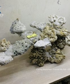 MÃ 231 - LAYOUT CÁ CẢNH BIỂN BỂ 50CM - ROYALAQUA