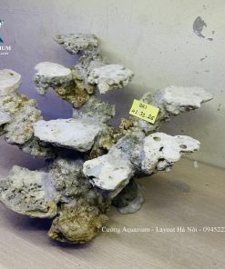 MÃ 235 - LAYOUT CÁ BIỂN BỂ 50CM - ROYALAQUA