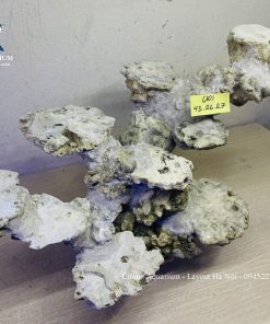 MÃ 236 - LAYOUT CÁ BIỂN BỂ 60CM - ROYALAQUA