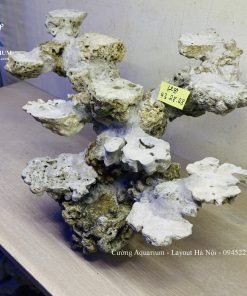 MÃ 237 - LAYOUT CÁ CẢNH BIỂN BỂ 50CM - ROYALAQUA