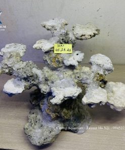 MÃ 239 - LAYOUT CÁ BIỂN BỂ 50CM - ROYALAQUA