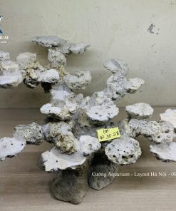 MÃ 241 - LAYOUT CÁ CẢNH BIỂN BỂ 60CM - ROYALAQUA