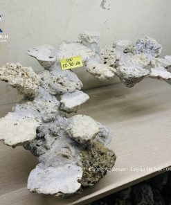 MÃ 242 - LAYOUT CÁ CẢNH BIỂN BỂ 60CM - ROYALAQUA