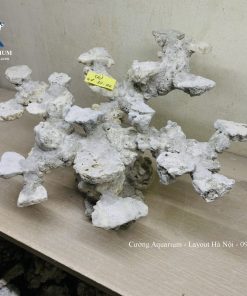 MÃ 232 - LAYOUT CÁ CẢNH BIỂN BỂ 50CM - ROYALAQUA