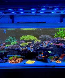 SIÊU PHẨM BỘ BỂ 240x100x69cm SỬ DỤNG LAYOUT TẠI ROYALAQUA