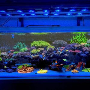 SIÊU PHẨM BỘ BỂ 240x100x69cm SỬ DỤNG LAYOUT TẠI ROYALAQUA