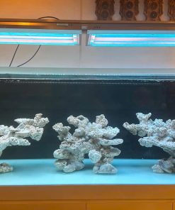 LAYOUT BỂ 200x80x60 CHUYÊN CHƠI SPS DÁNG TỰ NHIÊN - ROYALAQUA