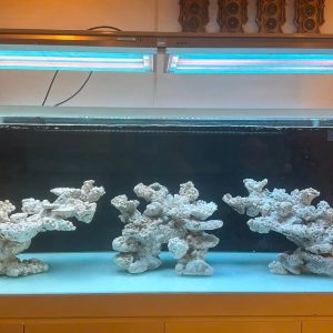 LAYOUT BỂ 200x80x60 CHUYÊN CHƠI SPS DÁNG TỰ NHIÊN - ROYALAQUA