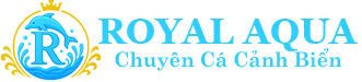Cường Aquarium – Layout Cá Biển