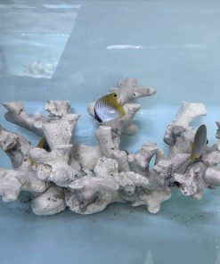 MÃ 481 - LAYOUT CYCLE SẴN CHO BỂ 60CM - CHUYÊN SAN HÔ