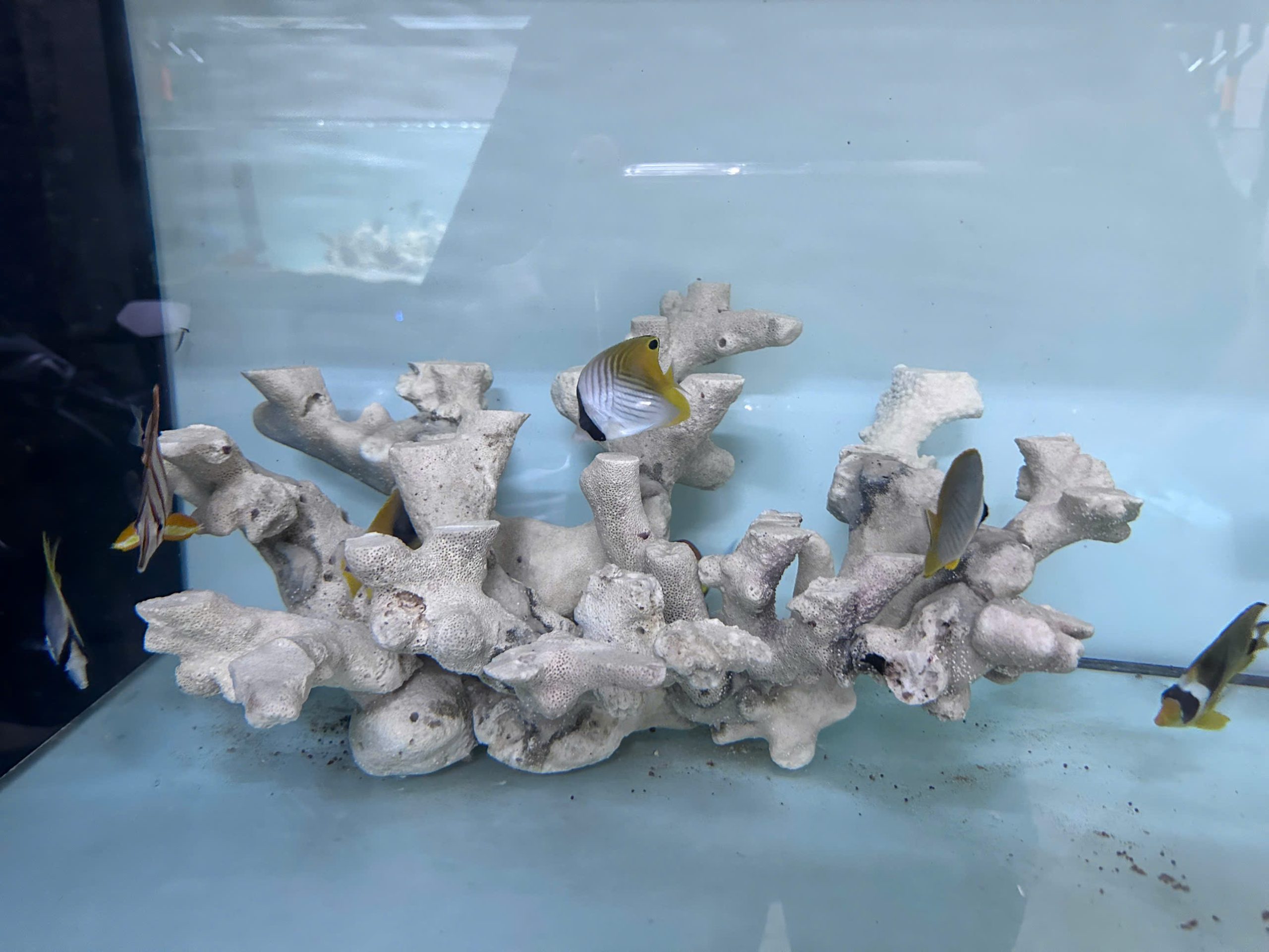 MÃ 481 - LAYOUT CYCLE SẴN CHO BỂ 60CM - CHUYÊN SAN HÔ