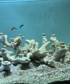 MÃ 480 - LAYOUT CYCLE SẴN CHO BỂ 70 - CHUYÊN SAN HÔ