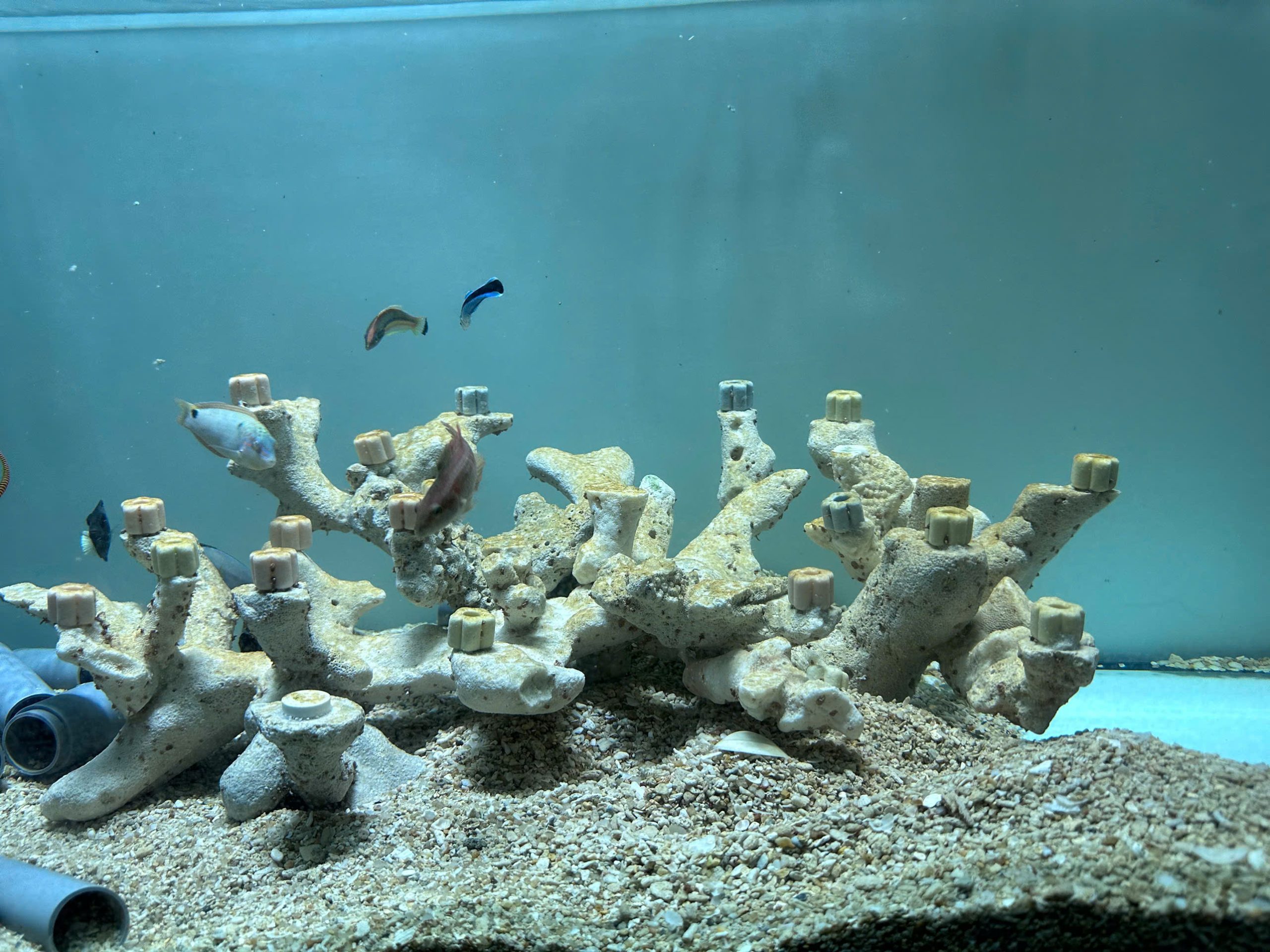 MÃ 480 - LAYOUT CYCLE SẴN CHO BỂ 70 - CHUYÊN SAN HÔ