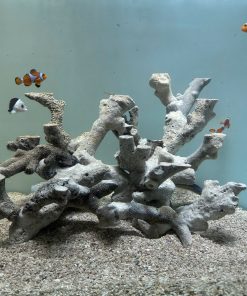 MÃ 479 - LAYOUT CYCLE SẴN CHO BỂ CU 50CM - CHUYÊN SAN HÔ