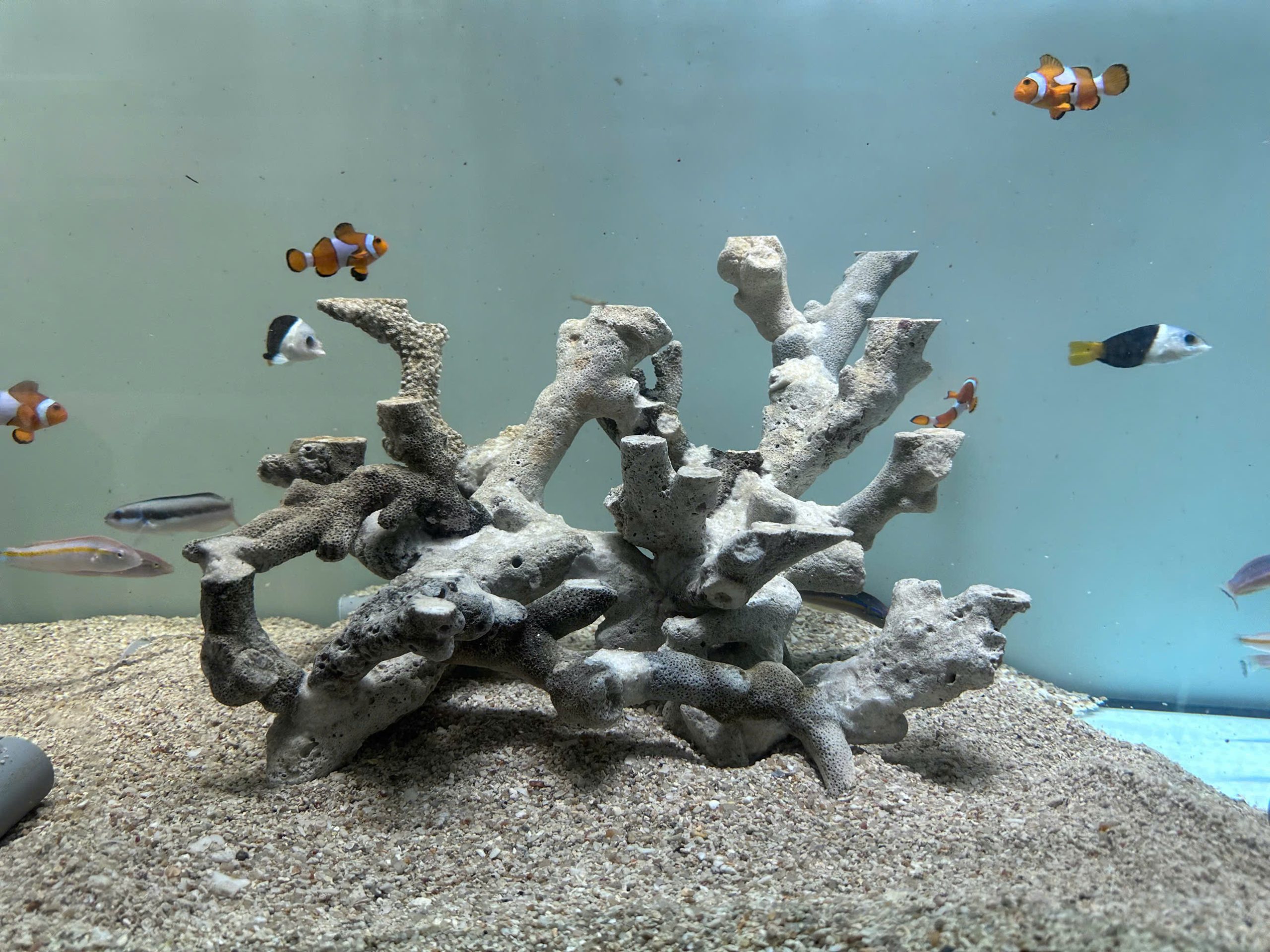 MÃ 479 - LAYOUT CYCLE SẴN CHO BỂ CU 50CM - CHUYÊN SAN HÔ