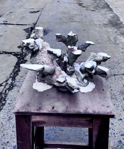 Mã 489 - Layout cá cảnh bể 40cm tự nhiên – Giữ form đẹp, dễ vệ sinh