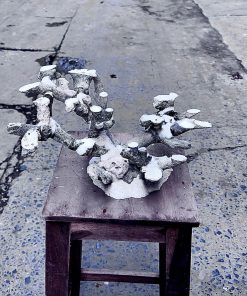 Mã 490 - Layout cá cảnh bể 50cm bố cục hợp mọi kiểu bể san hô