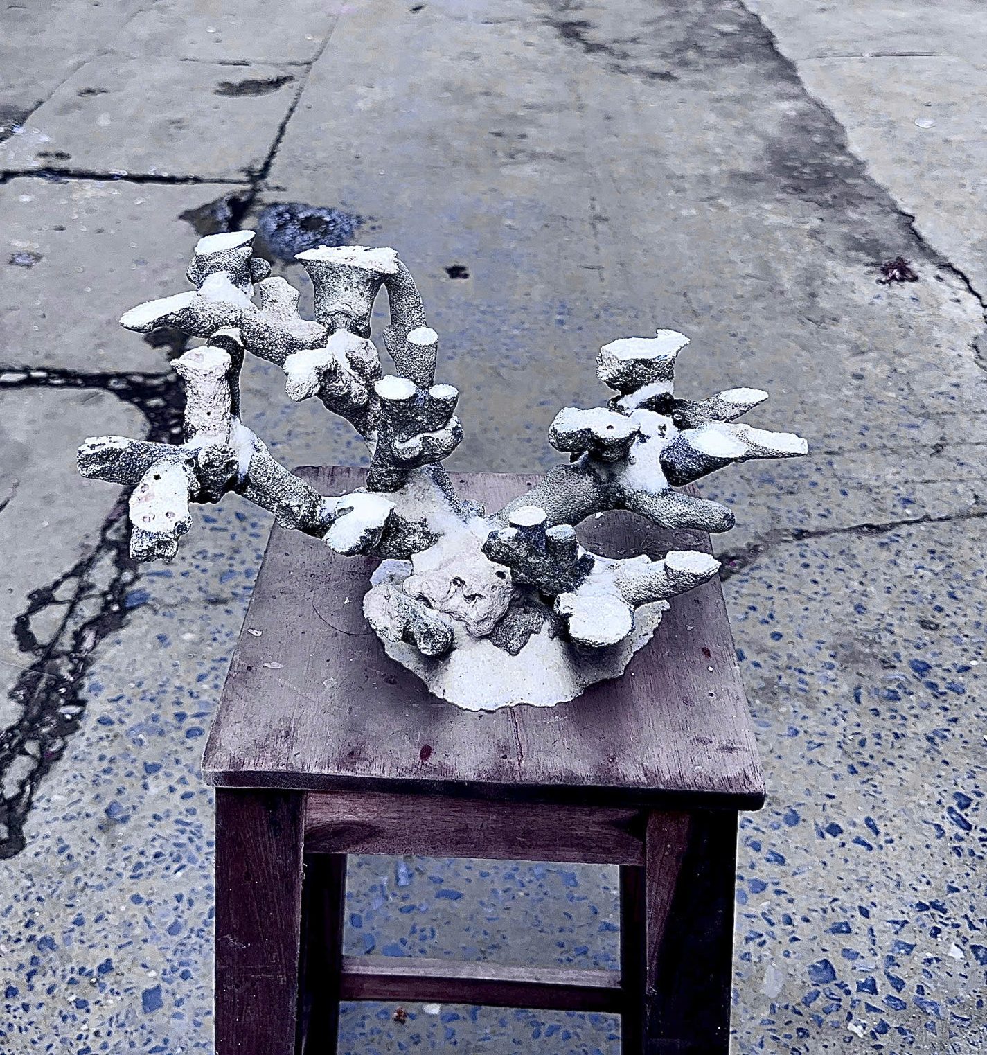 Mã 490 - Layout cá cảnh bể 50cm bố cục hợp mọi kiểu bể san hô