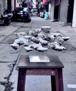 Mã 496 – Layout bay 40cm bể cá biển setup sẵn, chơi san hô dễ hơn