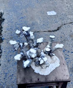 Mã 497 – Layout cảnh bể 40cm tự nhiên chuẩn cho san hô, setup dễ dàng