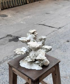 Mã 505 – Layout bể 40cm form chuẩn – Dễ chơi tự nhiên, san hô đặt đâu cũng nổi