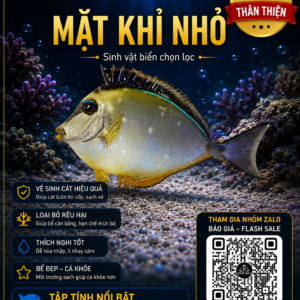 Cá Mặt Khỉ Nhỏ – Dòng Cá Reef Độc Lạ Và Dễ Thương