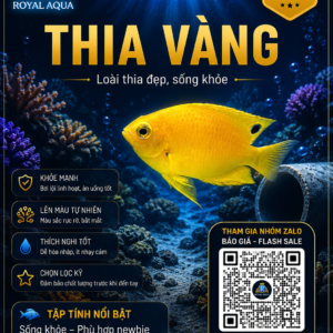 Cá Thia Vàng – Dòng Cá Biển Đẹp, Dễ Nuôi Cho Hồ Reef