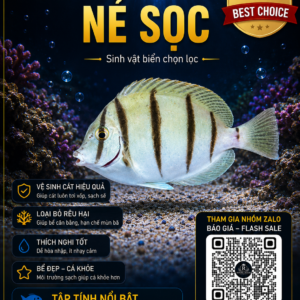 Cá Nẻ Sọc – Điểm Nhấn Chuyển Động Trong Hồ Cá Biển