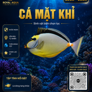 Cá Mặt Khỉ – Dòng Cá Reef Cá Tính Và Khác Biệt