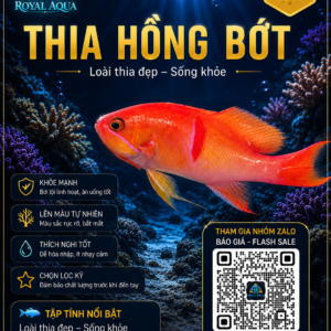 Cá Thia Hồng Bớt – Điểm Nhấn Màu Sắc Cho Hồ Reef