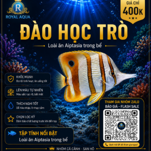 Cá Đào Học Trò – Giải Pháp Tự Nhiên Xử Lý Aiptasia