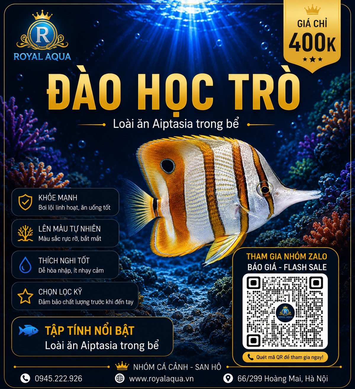dao-hoc-tro