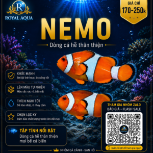 Cá Nemo – Dòng Cá Biển Biểu Tượng Của Hồ Reef
