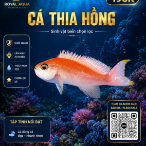 Cá Thia Hồng – Điểm Nhấn Màu Sắc Cho Hồ San Hô