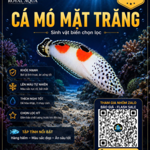 Cá Mó Mặt Trăng – Dòng Cá Reef Màu Sắc Nổi Bật Và Năng Động