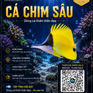 Cá Chim Sâu – Dòng Cá Reef Hiền Và Hỗ Trợ Kiểm Soát Ký Sinh