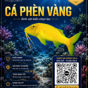 Cá Phèn Vàng – Dòng Cá Biển Nổi Bật Cho Hồ Reef