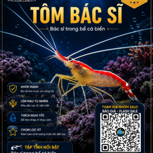Tôm Bác Sĩ – “Vệ Sinh Viên” Không Thể Thiếu Trong Hồ Reef